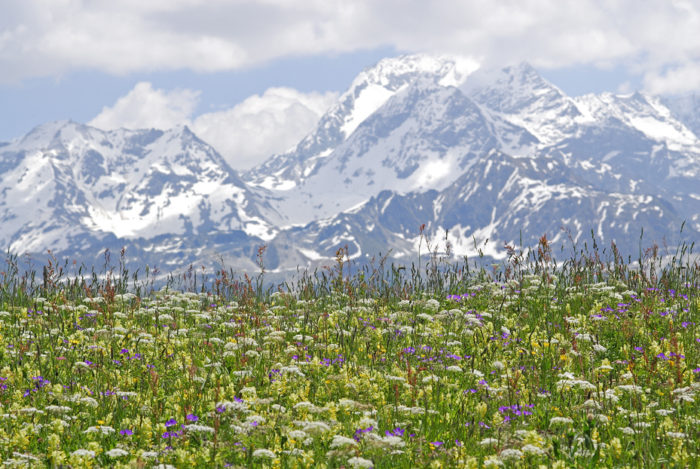 Prairies fleuries Natura 2000 Adrets de Tarentaise