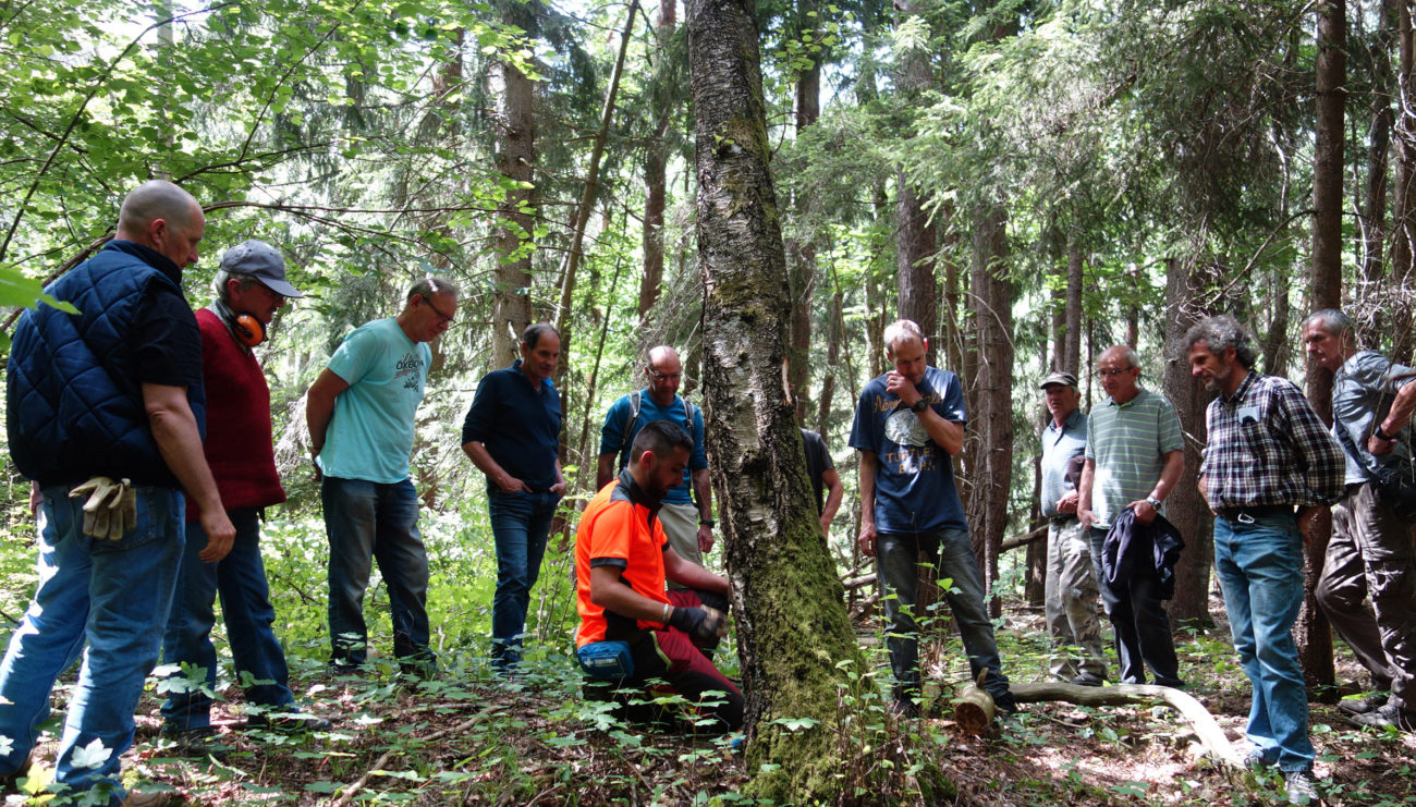 Stages bûcheronnage : bilan positif pour les quatre sessions proposées en Tarentaise !