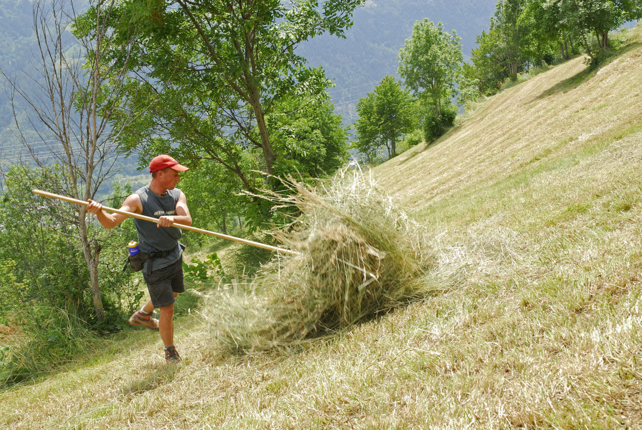 Le « projet agro-environnemental et climatique » : retours sur les contractualisations agricoles en Tarentaise