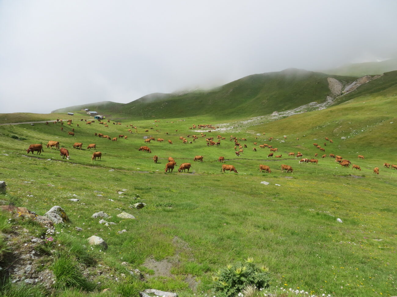 Plan Pastoral de Territoire : des crédits encore disponibles