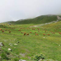 Plan Pastoral de Territoire : des crédits encore disponibles